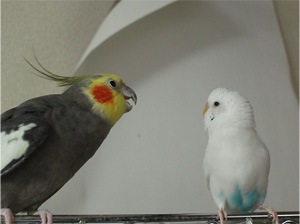 オカメインコとセキセイインコ