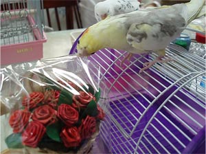 オカメインコ