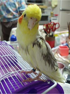 オカメインコ