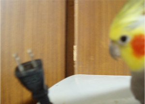 オカメインコ