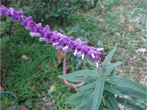 謎の紫の花