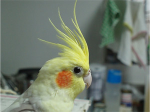 オカメインコ