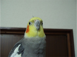 オカメインコ