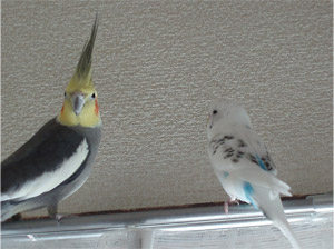 オカメインコとセキセイインコ