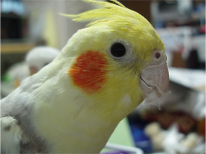 オカメインコ