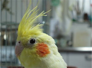 オカメインコ