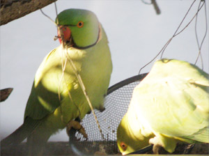 ワカケホンセイインコ