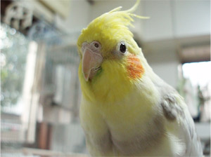 オカメインコ