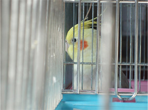 オカメインコ