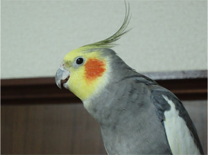 ドウバネインコ