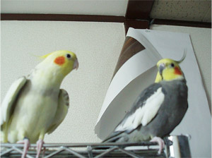 オカメインコ