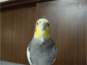 オカメインコ