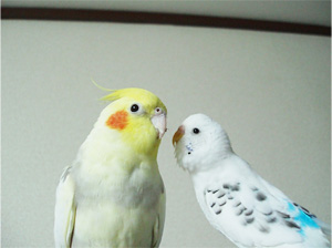 オカメインコとセキセイインコ