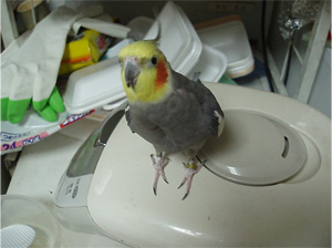 オカメインコ