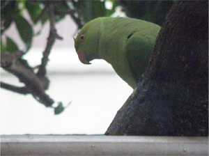 ワカケホンセイインコ