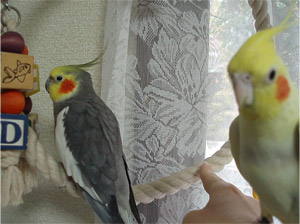 オカメインコ