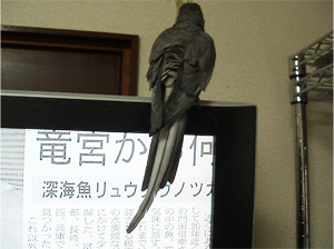 オカメインコ