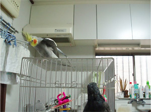 ドウバネインコ＆オカメインコ