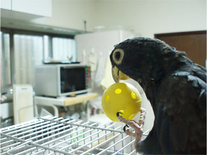 ドウバネインコ