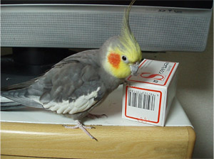 オカメインコ