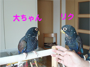 ドウバネインコ