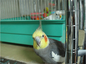 オカメインコ