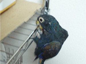 ドウバネインコ