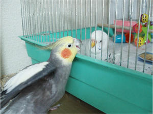 オカメインコとセキセイインコ