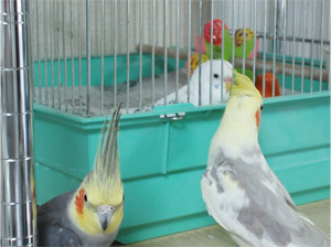 オカメインコ