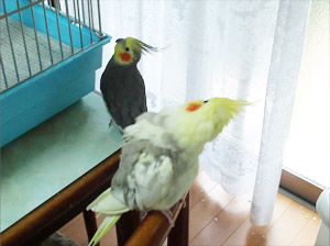 オカメインコ