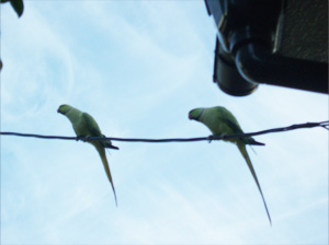 ワカケホンセイインコ