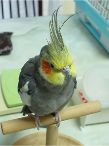 オカメインコ