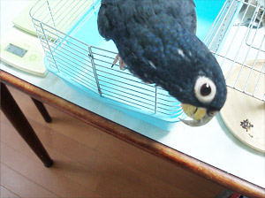 ドウバネインコ