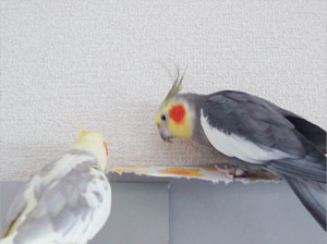 オカメインコ