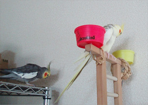 オカメインコ