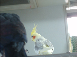 オカメインコ