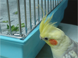 オカメインコ