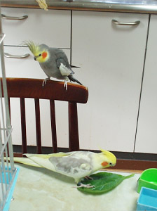 オカメインコ