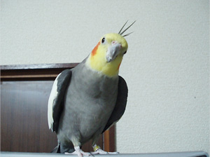 オカメインコ