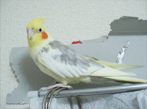 オカメインコ