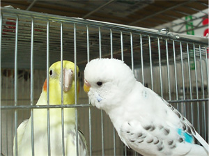 オカメインコとセキセイインコ