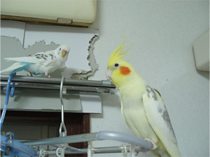 オカメインコ