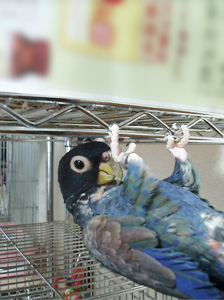 ドウバネインコ