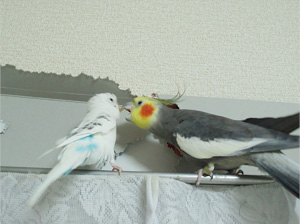 オカメインコとセキセイインコ