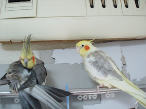 オカメインコ