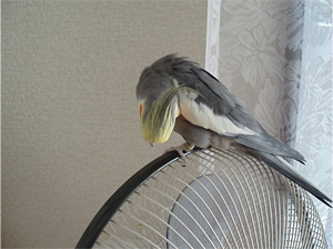 オカメインコ