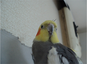 オカメインコ