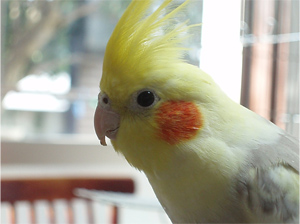 オカメインコ