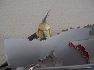 オカメインコ