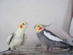 オカメインコ